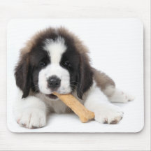 Förtjusande St Bernard valp som tuggar på ett hund Musmatta