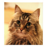 Foto för whiskers för Siberian långa hårkatter för