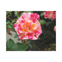 Foto på kanfas - rosa ros kanvasdukar med gallerikvalitet