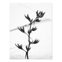 fotografi