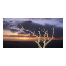 Fotokort - grand Canyonsolnedgångträd