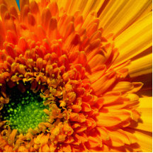 Fotoskulptur för orange daisy acrylic cut out