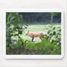 foxmom1 musmatta
