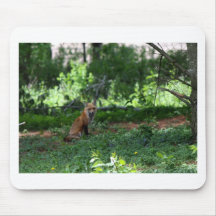 foxmom8 mus mattor