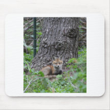 foxn musmattor
