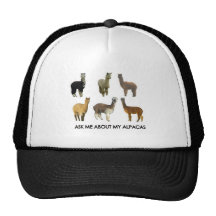 Fråga mig om min alpacas baseball hat