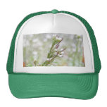 Framkallning kärnar ur poder - Bittercress Baseball Hat