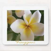 Frangipani Mus Matta