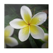 Frangipani och Raindrops Trivet Kakelplatta Av Kerami