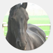 Friesianhästklistermärke