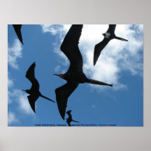 Frigatefåglar (Fragata), Galapagos öar 6 Print