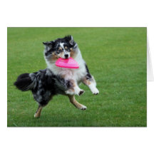 frisbee kort