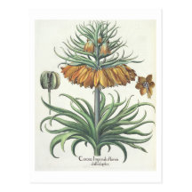 Fritillary: Duplic classe för kranImperialis floru Vykort