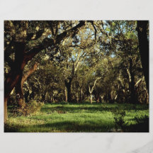 Frodig skog, Portugal från skogen Flyg Blad