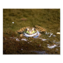 Froggie 10 x fotografiskt tryck 8