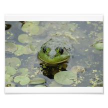 Froggie 10 x fotografiskt tryck 8