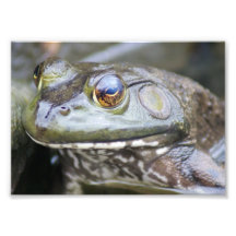 Froggie 7 x fotografiskt tryck 5
