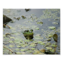Froggie leende 10 x fotografiskt tryck 8
