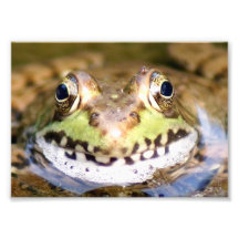 Froggie poserar fotografiskt tryck 7 x 5