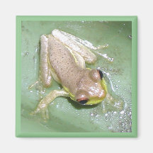 Froglet Magneter För Kylskåp