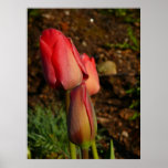 ----frostig tulpanmorgon--- posters
