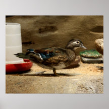 Fru Trä Ducka Print