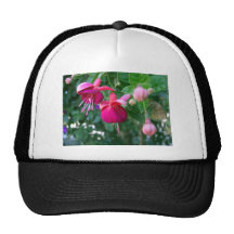Fuchsia 1 kepsar