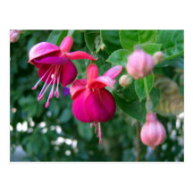 Fuchsia 1 vykort