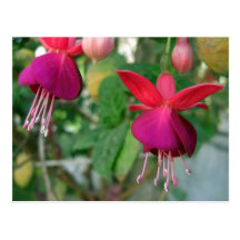 Fuchsia 3 vykort