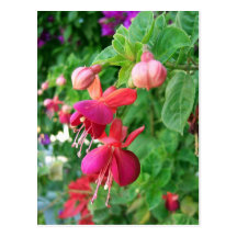 Fuchsia 5 vykort