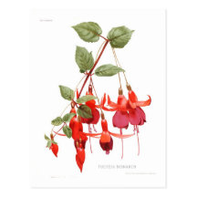 Fuchsia 'Monarch Vykort
