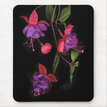 Fuchsia på svart mus mattor