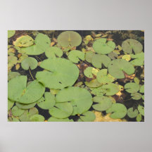 Full Lilypads affisch - blöda