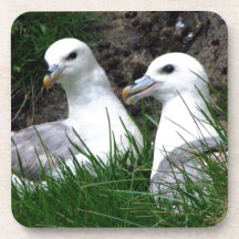 "Fulmars in love" Beverage Coasters
