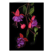 Fuschia blomstrar på svart kort