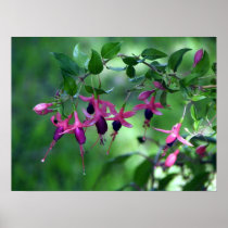 Fushia i blom posters