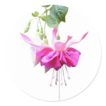 Fushia i rosor