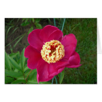 Fushia pion