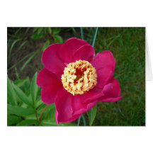 Fushia pion kort
