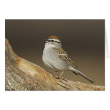 Gå i flisor sparrowen Notecards Kort