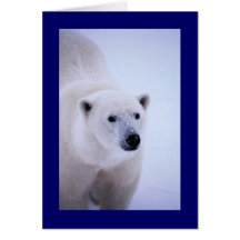 Gå på vildsidan - polar björn hälsningskort