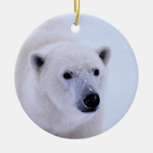 Gå på vildsidan - polar björn julgransdekoration