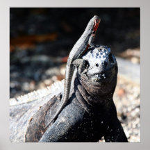 Galapagos Print