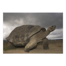 Galapagos jätte- sköldpaddaGeochelone Foto
