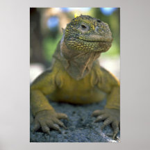 Galapagos landleguan print