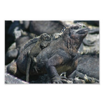 Galapagos marin- leguan med bebiset på baksida fototryck