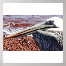 Galapagos pelikan posters