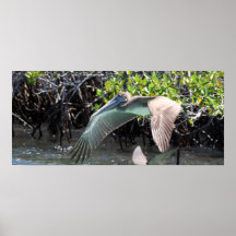 Galapagos pelikan affisch