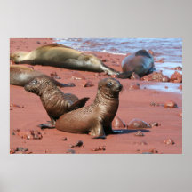 Galapagos sjölejon affisch