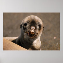 Galapagos sjölejon posters